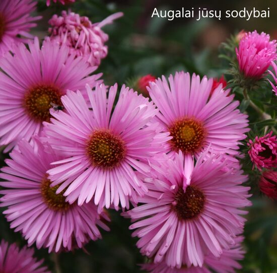 Šiukščialapis astras (Aster novae-angliae) 'Harrington's Pink'